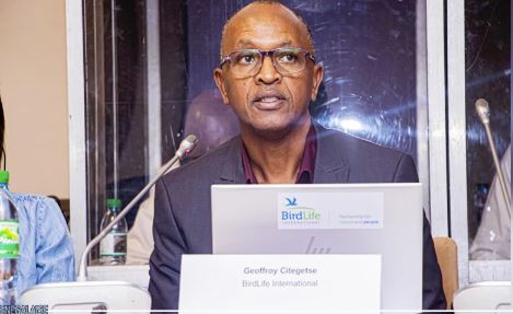 Une baisse des espèces d’oiseaux migrateurs dans plusieurs régions, dont l’Afrique de l’Ouest Une baisse des espèces d’oiseaux migrateurs dans plusieurs régions, dont l’Afrique de l’Ouest